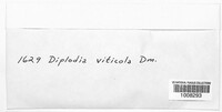 Diaporthe neoviticola image